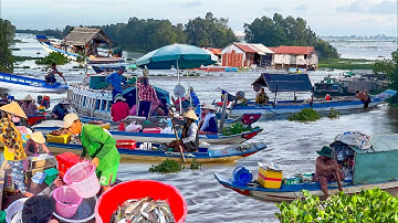 Nước Nổi Tràn Đồng Vùng Biên Giới Miền Tây║Cá Linh Cá Rô Cá Lăng Bán Ngay Trên Sông Nước 