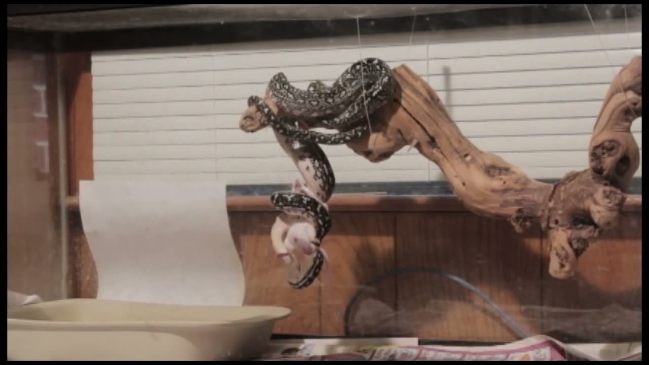 Diamond Python eating mouse   Piton Diamante comiendo raton