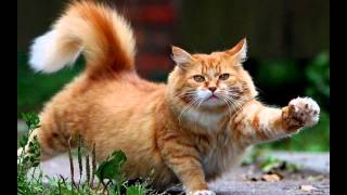 Эгейская кошка (Aegean cat) породы кошек( Slide show)! Эгейская кошка (Aegean cat) породы кошек( Slide show)!
