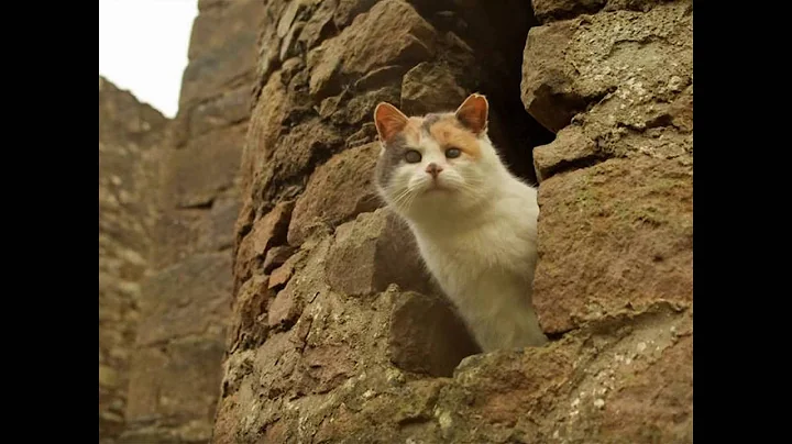 Watch the video about Hypoallergenic cats for sale | hypoallergenic cat breeds | siberian cat information