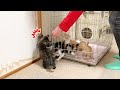 子猫同士を会わせたら大変なことになった