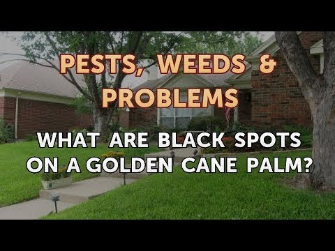 What Are Black Spots On A Golden Cane Palm Youtube