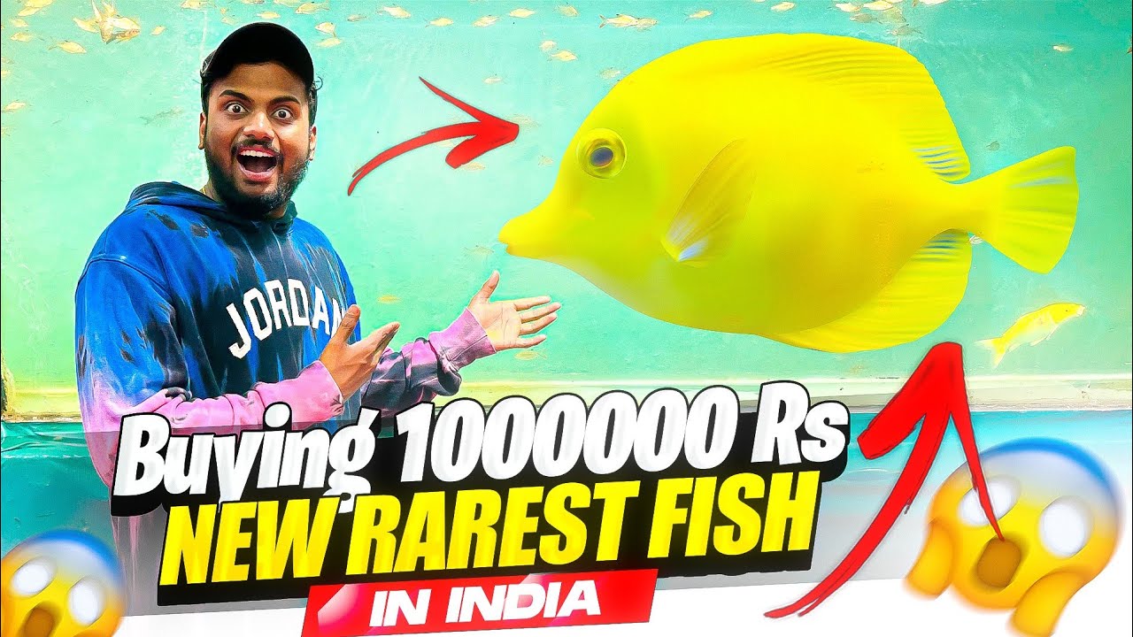 Angry Fish Attack On Glass World's Biggest Fish In india 😱 360° Veiw ...