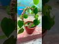 Beautiful pothos #pothosplant #pothos #pothosmoneyplants #pothosvarieties #garden#shorts
