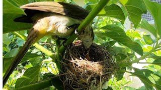 The Mother Bird Feeding The Newly Hatched Birds