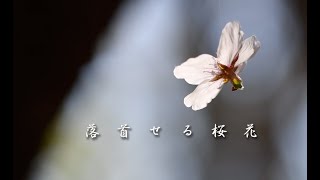 落首せる桜花