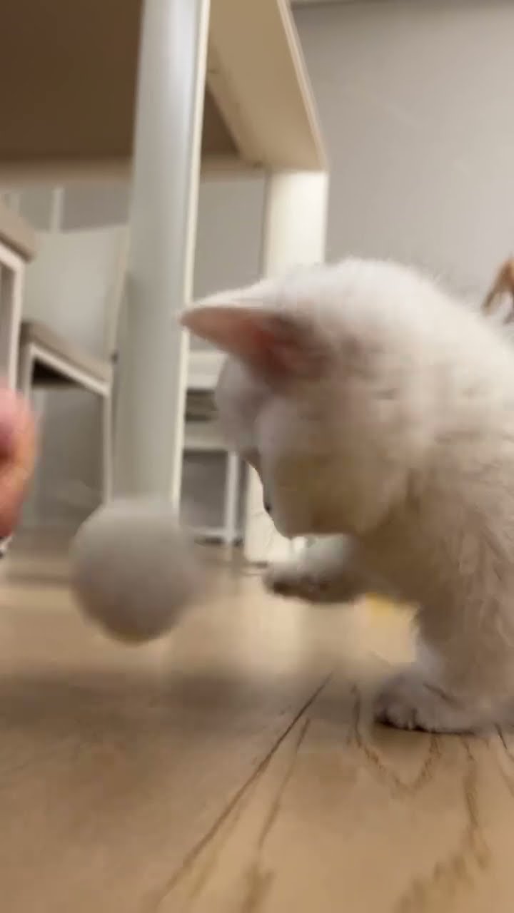 Bébé chaton très mignon waw top