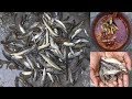 உயிருள்ள நாட்டு கெளுத்தி மீன் குழம்பு பழமையான முறையில் /  River Fresh Keluthi Meen ( Catfish ) Curry