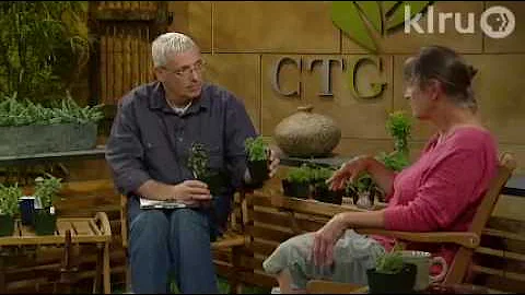 Cindy Phillips herbs:  Central Texas Gardener