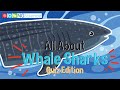 Whale Sharks: Conservation and Facts