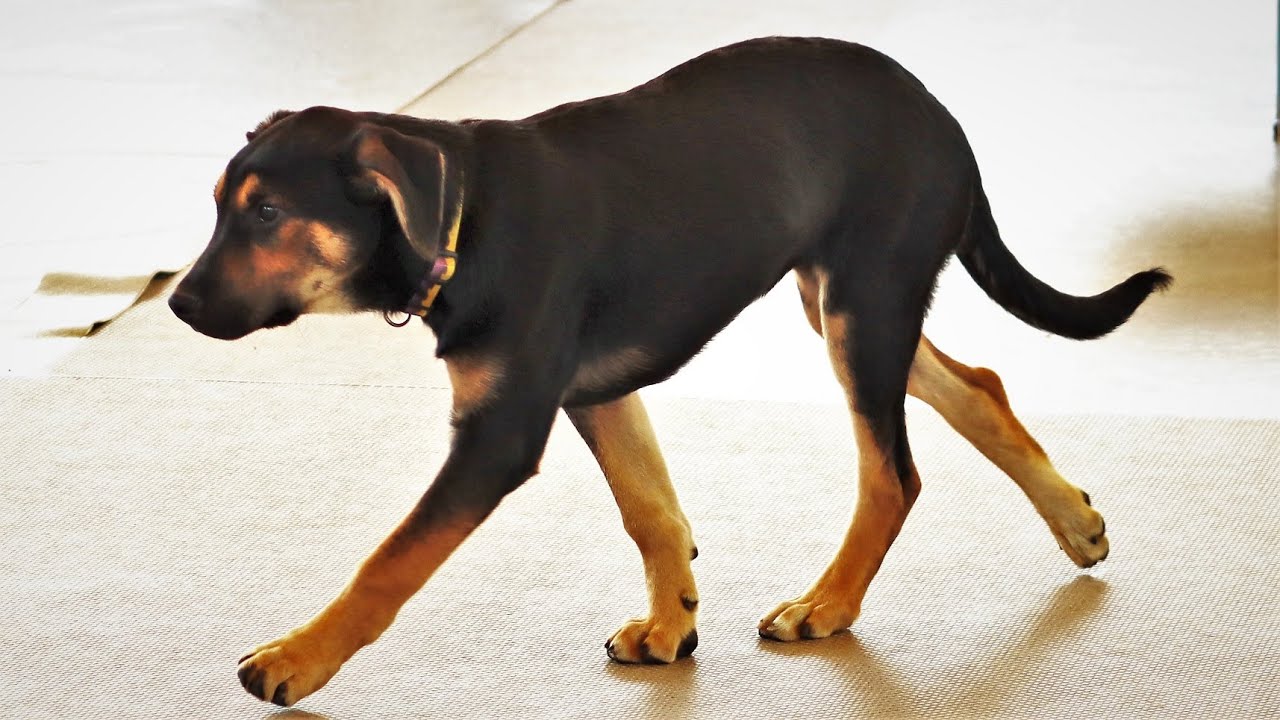 Baby Dog ニュージーランドハンタウェイの子犬ちゃんたちが居ます！ ふれあいドッグパーク 那須どうぶつ王国にて