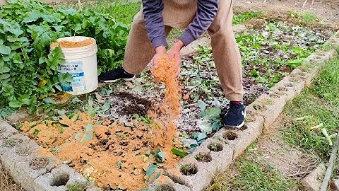 Poor Soil? No Problem! Turn Dead Soil to Super Microbe-Rich soil in Days! (No Cost, No chemicals)