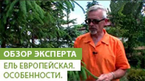 Ель европейская. Особенности ели. Ель обыкновенная 