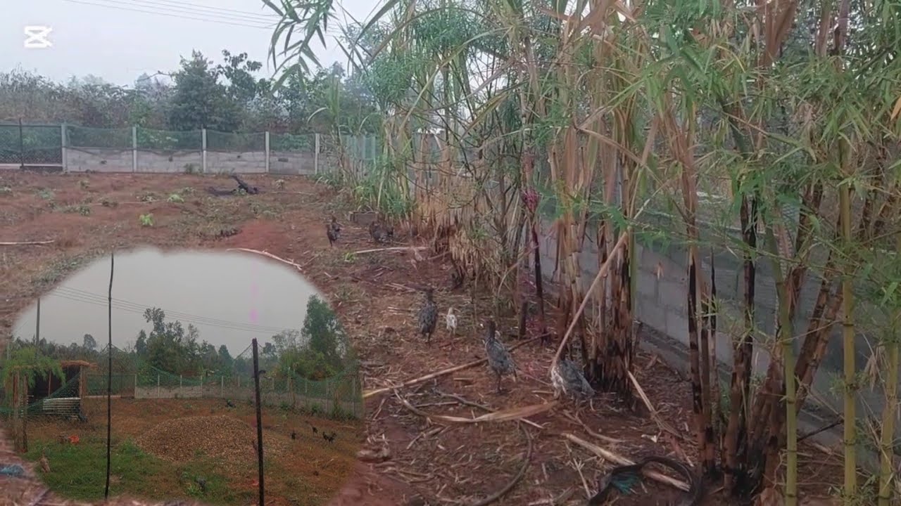 บรรยากาศ ฝนตก ตั้งแต่เมื่อคืนยังไม่หยุด24 กุมภาพันธ์ ค.ศ. 2026