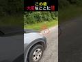 一匹の子猫を助けるつもりが…🙀😱