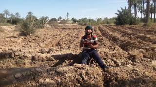 كيفية زراعة الباميا في جنوب العراق
