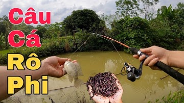 Hoe je eenvoudig en effectief wormen kunt gebruiken als aas voor het vissen op tilapia