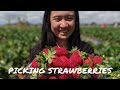 PICKING STRAWBERRIES IN NEW ZEALAND