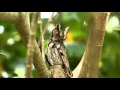 Eastern Screech Owl