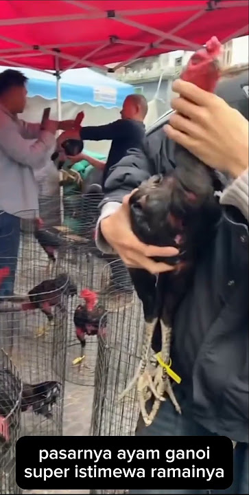 Pasarnya ayam ganoi 150 sampai 5 juta, ramai pembeli setiap hari