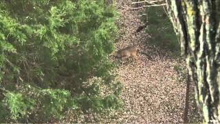 Noslers Magnum Tv - Magnum Whitetails 2012