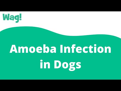 Video: Ameba-infektion Hos Hundar - Hund Amebiasis - Hunddiarré Orsak