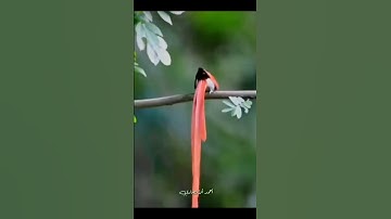 تلاوة مباركة من سورة الحشر. الشيخ عبد الباسط عبد الصمد #شاشه_سوداء #اكسبلور #explore #love