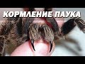Кормление паука птицееда - Брахипельма альбопилозум! Tarantula Feeding - Brachypelma albopilosum