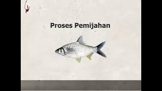 Pemijahan Ikan Tawes, Ibi Patria, S Pi Kab  Jember