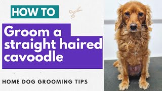 How To Groom A Straight Haired Cavoodle | Home Dog Grooming Tips