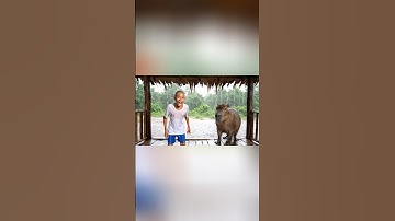 Hùng Trọc thi tắm mưa với Capybara và cái kết #capybara #shorts