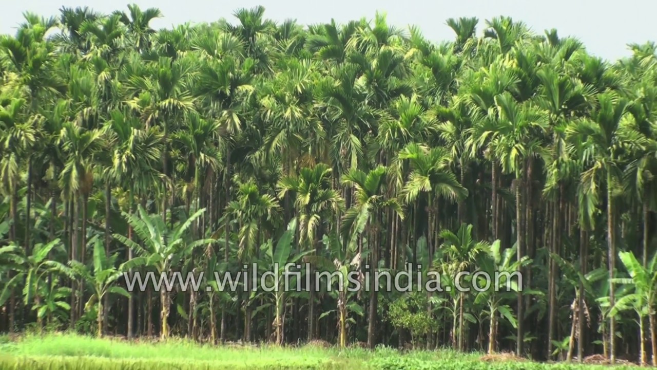 Farming in Karnataka fields Barbets calling, coconut groves, paddy on