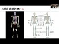 Axial Versus Appendicular Skeleton: Key Differences and Functions