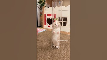 The Kitten Leap Towards You 💕😻#cute #kitten #cat #meow