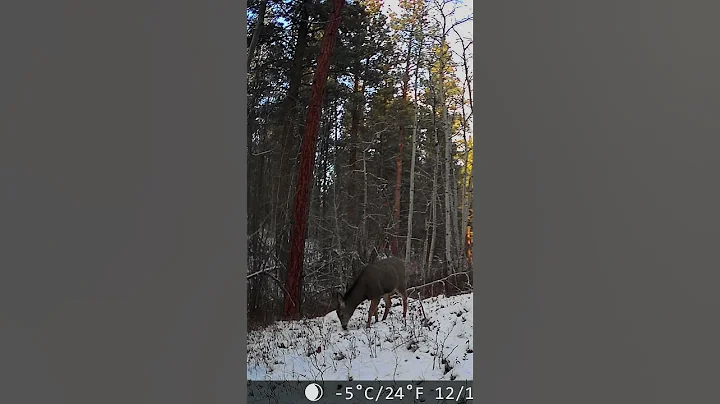 Mule Deer Buck Roaming in Montana #deer #muledeer #trailcam #montana #wildlife #nature