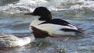 Goosander mating ; Gänsesäger Paarung ; Împerecherea la Ferestrașul mare
