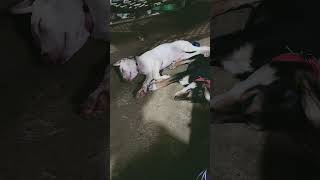 #dog #dogs #doglover #doglife #doglovers #dogsofinstagram #dogstagram #instadog #pet #pets #petlover