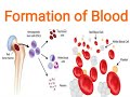 FORMATION OF BLOOD, HAEMOPOIESIS, HEMATOPOIESIS, VERY SIMPLE EXPLANATION, BLOOD FORMATION