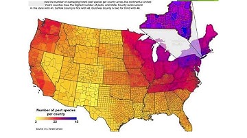 Invasive Species Management
