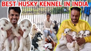 India's Best Siberian Husky At Wagging Wolves Kennel Burdwan | WOOLY & Standard Husky In West Bengal