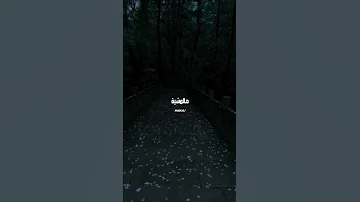تؤبر قلبي هالمشية قربي علي شويي Alshami اكسبلور الشامي اغاني Shorts دكتور جيناك Video ترند لايك 
