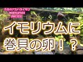 イモリウムに巻貝の卵が！：イモリウムとイモリの飼育方法2020年