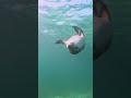 The playful Sea Lions of Jurien Bay in Western Australia