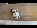 自分でおもちゃ持って行くのに遊び足りないにゃんこ