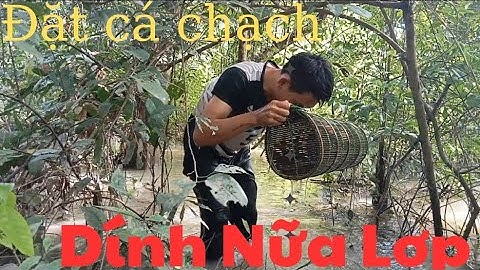 Đặt lợp cá chạch lấu ll Mùa Nước Nổi Hốt Bạc Trúng Lớn zalo 0364117809