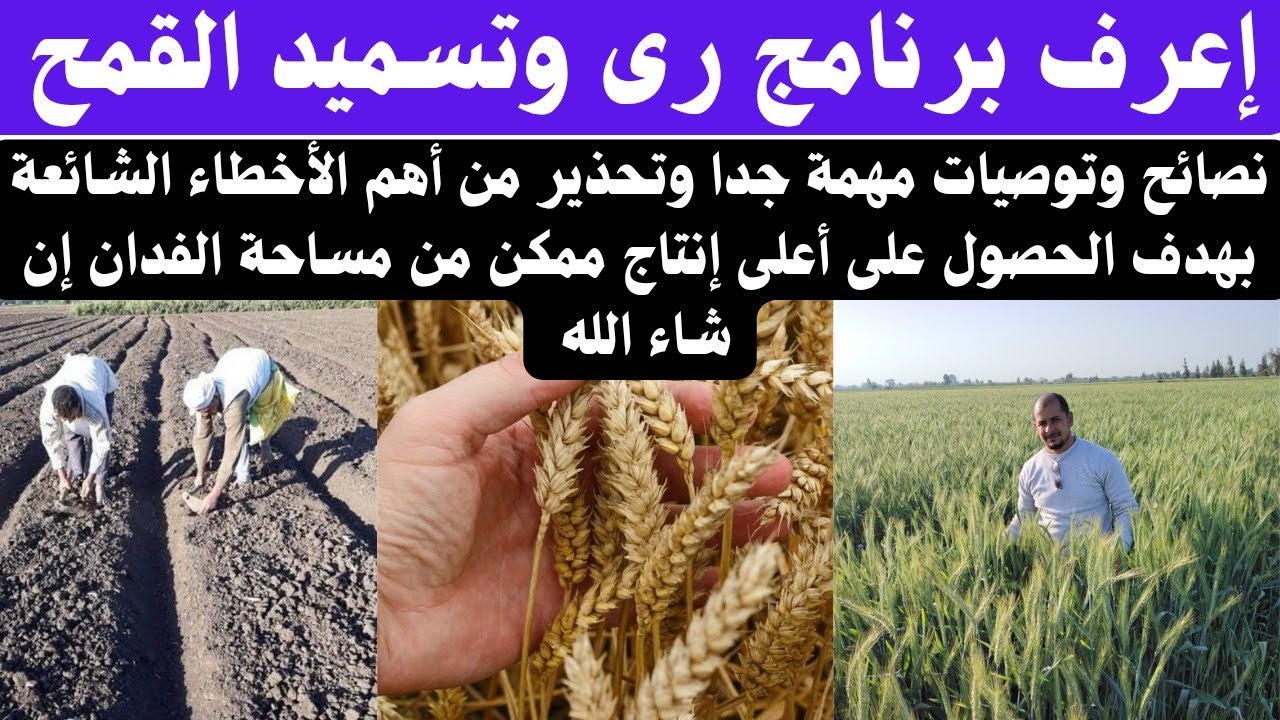 #إعرف برنامج رى وتسميد القمح ونصائح مهمة جدا للحصول على أعلى إنتاج من مساحة الفدان#اكسبلور #farming 