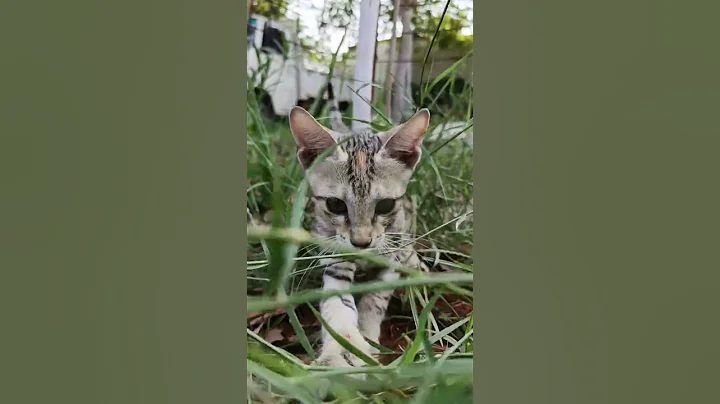 Video 2505661: catlife funnycats adorablecats, meow cutekitten, meowing funny, funny cat