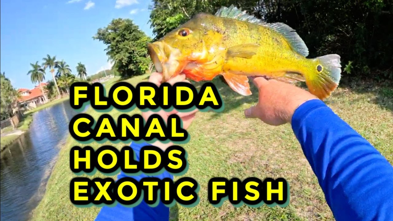 I caught MULTIPLE EXOTIC FISH in these FLORIDA canals! YouTube