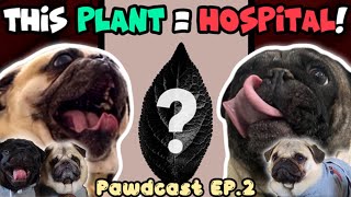 Dogs BEWARE of This Plant, Truth or Pug Game, & More!