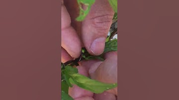 Emasculation and Pollination of a Black Hungarian pepper